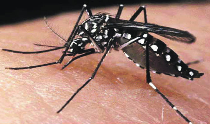 CHIKUNGUNYA