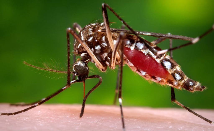 VIRUS DE ZIKA